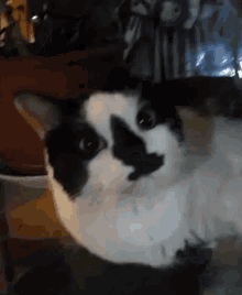 Cat Dodging GIF - Cat Dodging Kitty GIFs