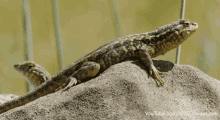 Lizard Sunbathing GIF - Lizard Sunbathing Reptile GIFs