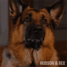 Curious Rex GIF - Curious Rex Hudson And Rex GIFs