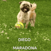 Diego Diego Maradona Dog GIF - Diego Diego Maradona Dog Football GIFs
