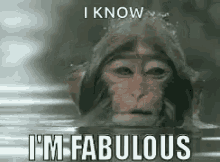 Funny Animals Monkey GIF - Funny Animals Monkey I Know Im Fabulous GIFs