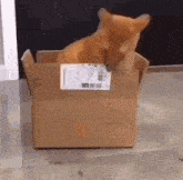 Cat Eating Box Boxing GIF