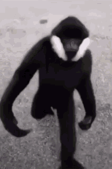 Monke Slap Camera Man Monke GIF