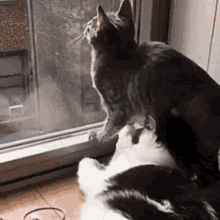 Cat Smother GIF - Cat Smother Love GIFs