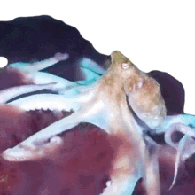 octopus reef