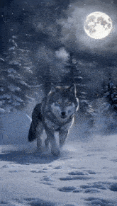 a wolf walking in the snow at night with a full moon behind it