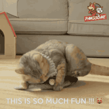 Pawssomehappyroll GIF