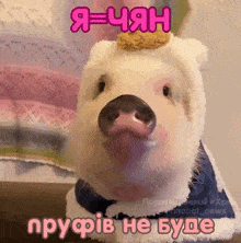 a pig with a crown on its head is wearing a sweater