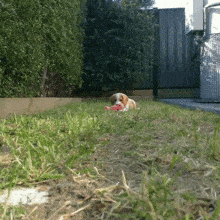 You Died Attac GIF - You Died Attac Doggo GIFs