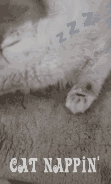 Cat Nap GIF - Cat Nap Kitten GIFs