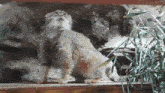 a cat is standing on a wooden ledge and looking up
