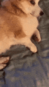 a corgi dog is laying on a blue blanket on a bed .