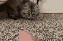 Kitten Cute GIF