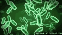 Bacteria GIF - Bacteria Microscope Under The Microscope GIFs