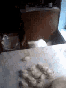Cat Steal GIF - Cat Steal Sneaky GIFs