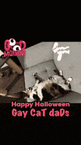 a cat is laying on its back on a couch with the words " happy halloween gay cat dads " above it
