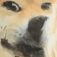 Sneaf Doge GIF - Sneaf Doge GIFs