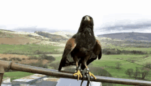 Falconry Wildlife GIF - Falconry Wildlife Birdsofinstagram GIFs