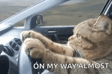 Cat Driving Serious GIF