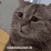 a close up of a cat with the words starttamilchat.in written below it
