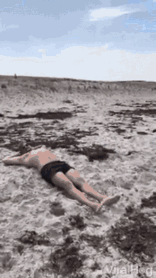Vacationing With Cows When In Denmark GIF - Vacationing With Cows When In Denmark By The Beach GIFs