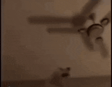 a black dog is standing on a set of stairs looking up at a ceiling fan .
