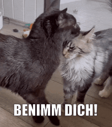 Benimm Dich Katze GIF - Benimm Dich Katze Katzen GIFs