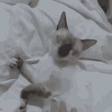 Siamese Cat Siamese GIF - Siamese Cat Siamese Siamese Kitty GIFs