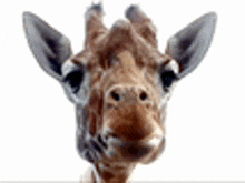 Giraffe GIF