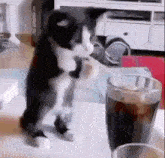 Cat Milk Shake Cat Drink GIF - Cat Milk Shake Cat Drink Cat Soda GIFs