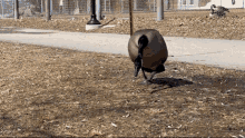 Goose Geese GIF - Goose Geese Scary Goose GIFs
