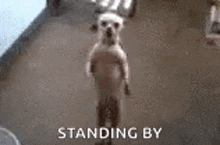 Dog Stand GIF