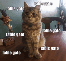 MeMiau / Memes, Gifs, Vídeos e Virais de Gatos e Gatinhos - 🐈O Gato Teve  Que Ir ao Massagista!🙀 ⤵⤵⤵  . ➡  INSCREVA-SE EM NOSSO CANAL Memiau, Gatos e Gatinhos 👉🔔❕