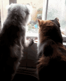 Cats Window GIF - Cats Cat Window GIFs