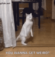 Haha Cat GIF - Haha Cat Weird GIFs