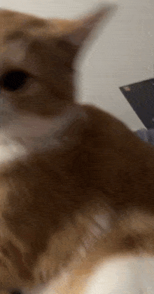 Cat Funny GIF - Cat Funny Grab Your Face GIFs