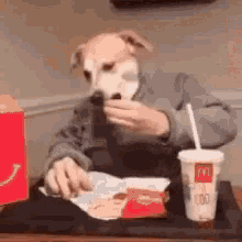 Dog Eating GIF