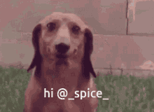 Dog Cute GIF - Dog Cute Spice GIFs