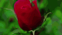 Rose Flower GIF - Rose Flower Plant GIFs