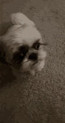 a small white dog is laying down on a carpet