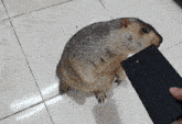 a squirrel is eating a cell phone on the floor
