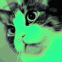 Psychedelic Cat GIF - Psychedelic Cat GIFs