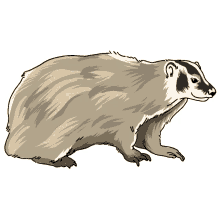 badger american badger