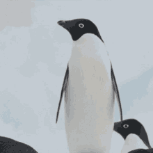 Penguin Whut GIF - Penguin Whut Zoom GIFs