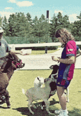 a woman in a red shirt is feeding a goat