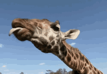 tongue out giraffe