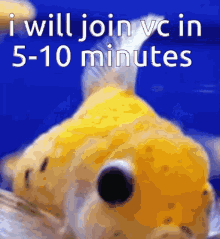 Vc Fish GIF - Vc Fish Join Vc GIFs