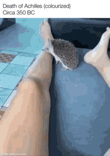 Achilles Hedgehog GIF - Achilles Hedgehog GIFs