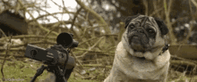 Sniper Pug GIF - Sniper Pug GIFs