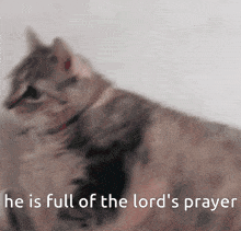 Lord'S Prayer Lords Prayer GIF - Lord'S Prayer Lords Prayer Fat Cat GIFs